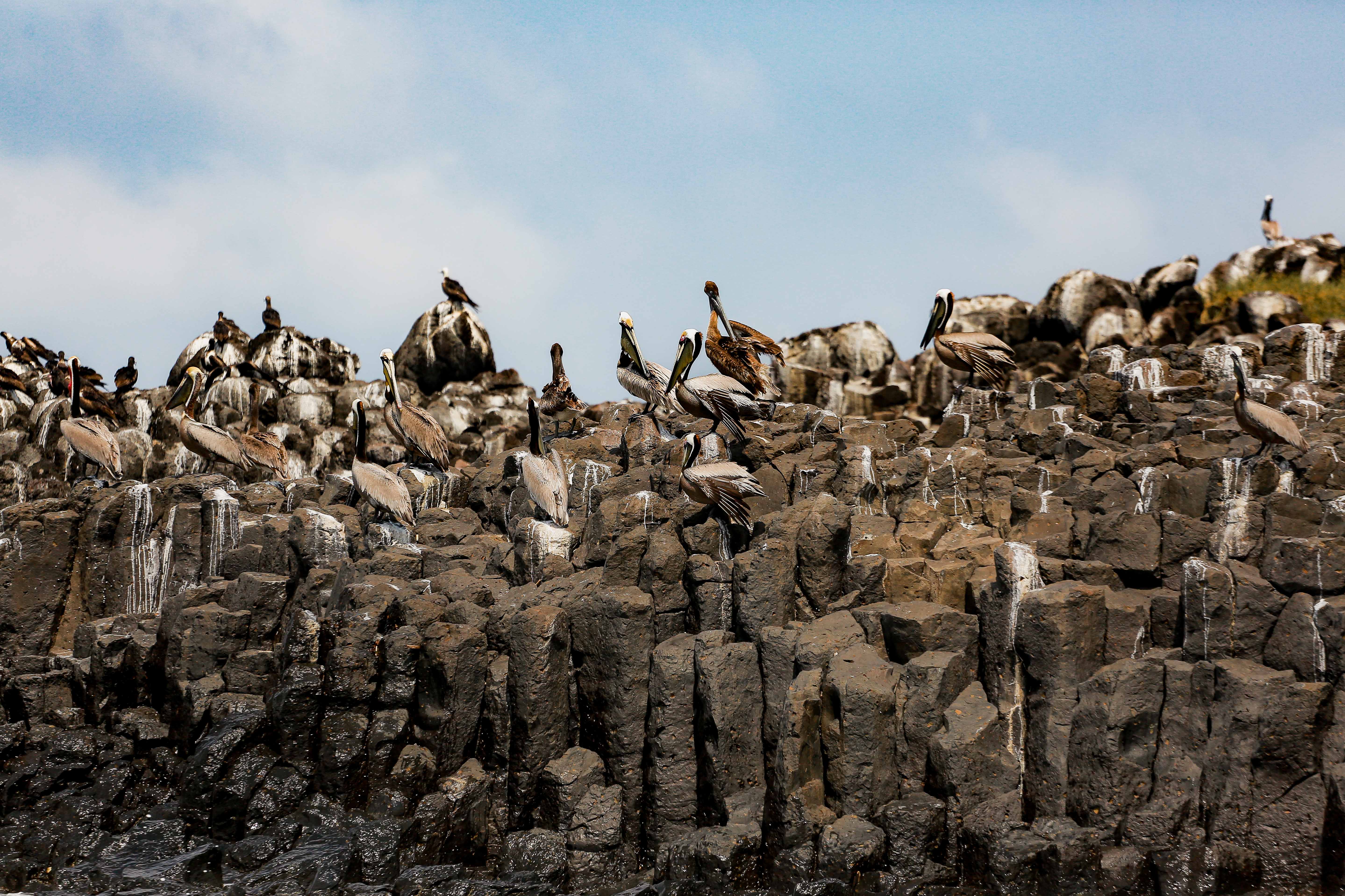 Isla de las Aves - 9