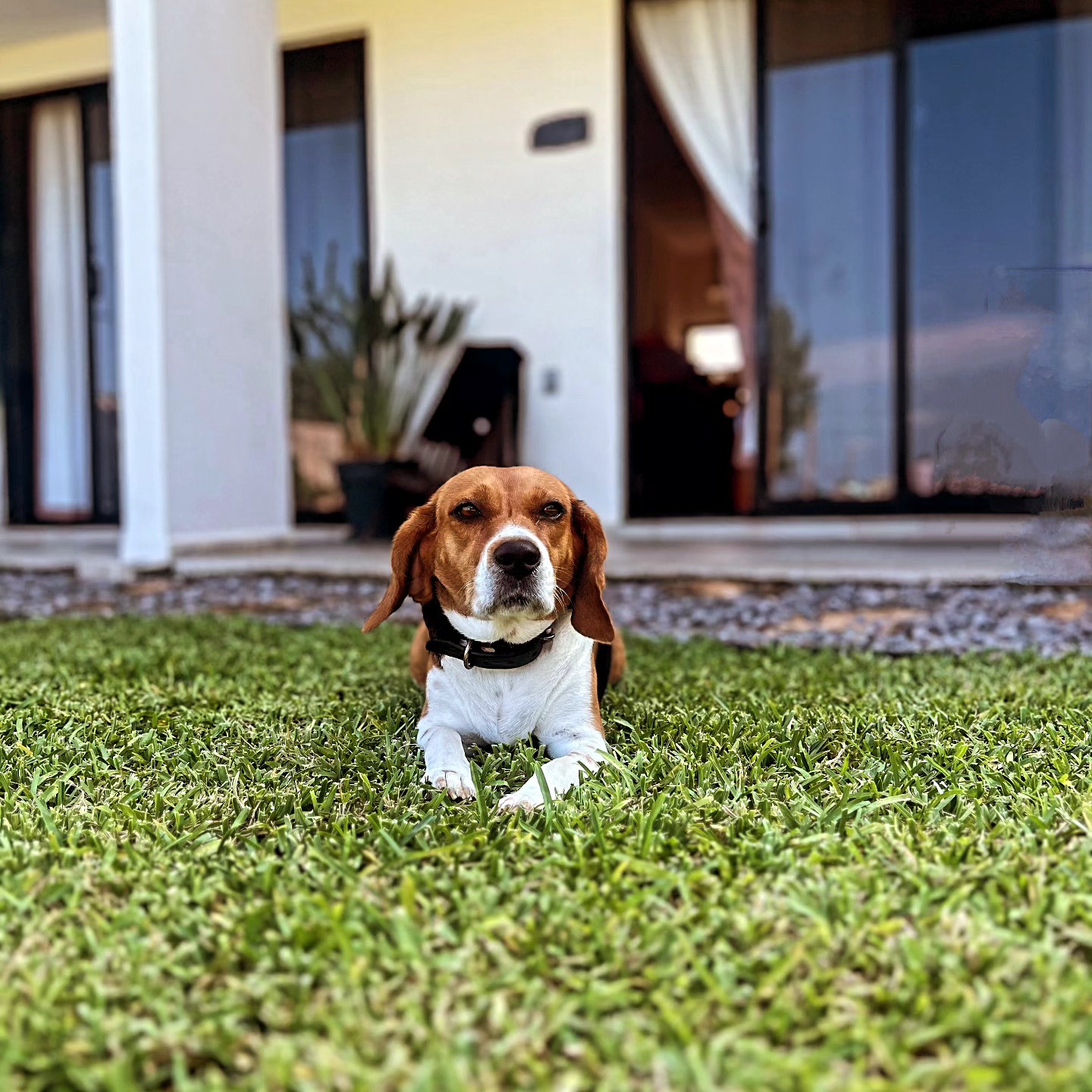 Paraíso que Admite Mascotas: ¡Trae a tus Compañeros Familiares Peludos!